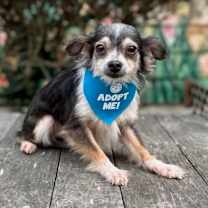 Thumbnail photo of Floss #3