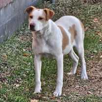 Thumbnail photo of Rocky #1