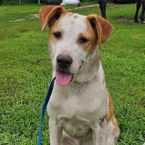 Thumbnail photo of Rocky #2