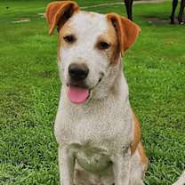 Thumbnail photo of Rocky #3