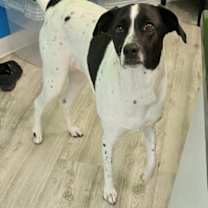 Thumbnail photo of Sasha #1