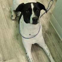 Thumbnail photo of Sasha #2