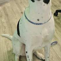Thumbnail photo of Sasha #3