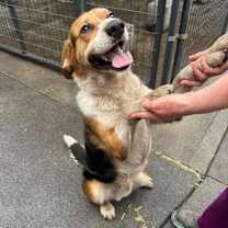 Thumbnail photo of Milo #3