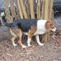 Thumbnail photo of Milo #4