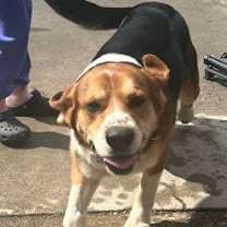 Thumbnail photo of Milo #1