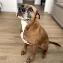 Thumbnail photo of GUNNER the GOLDEN PAWCHELOR #3