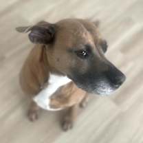 Thumbnail photo of GUNNER the GOLDEN PAWCHELOR #4