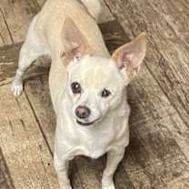 Thumbnail photo of Sugar Plum #1