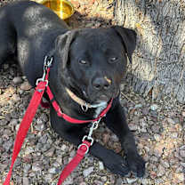 adopt-pet
