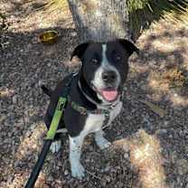 adopt-pet
