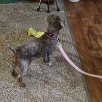 Thumbnail photo of Ricky - Fairfield #4