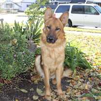 Thumbnail photo of Ryder #3