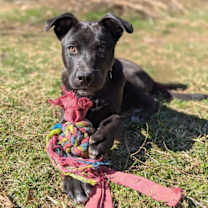 Thumbnail photo of Alvin -bdm #2