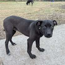 Thumbnail photo of Alvin -bdm #3