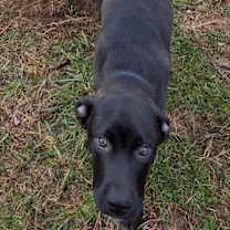 Thumbnail photo of Alvin -bdm #4