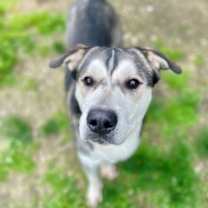 Thumbnail photo of Silas #1