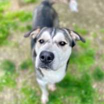 Thumbnail photo of Silas #2