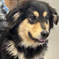 Thumbnail photo of Teddy #2