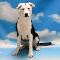 adopt-pet