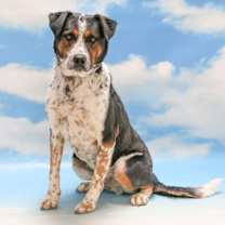 adopt-pet