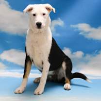 adopt-pet
