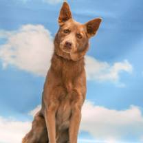 adopt-pet