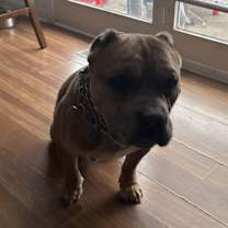 Thumbnail photo of Rizzo #2