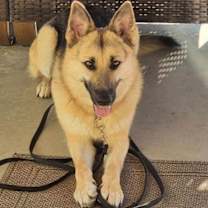 adopt-pet