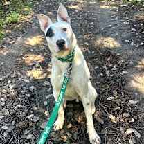 Thumbnail photo of RAIDER #4