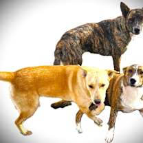 Thumbnail photo of TULIP #2