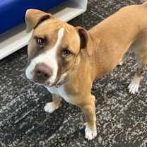 Thumbnail photo of Miley (Deaf) #1