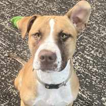 Thumbnail photo of Miley (Deaf) #2