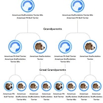 Thumbnail photo of Miley (Deaf) #4