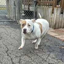 Thumbnail photo of Roxy #2