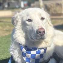 Thumbnail photo of Dolly #1