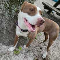 Thumbnail photo of Houdini 27050 #2