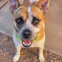 adopt-pet