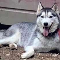 Thumbnail photo of Dakota #2