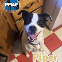 Thumbnail photo of Piper #1