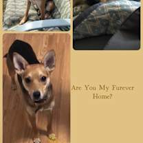 Thumbnail photo of Mango aka Roo-Adopted! #1