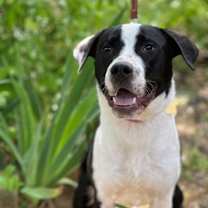 Thumbnail photo of Pudge #1