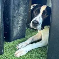 Thumbnail photo of Pudge #4