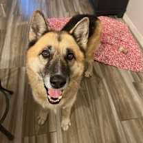 adopt-pet