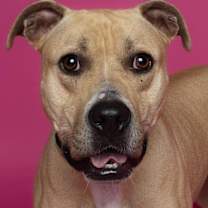 Thumbnail photo of Nala #1