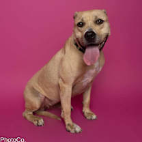 Thumbnail photo of Nala #2