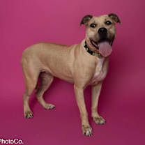 Thumbnail photo of Nala #3