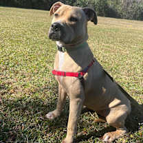 Thumbnail photo of Nala #4