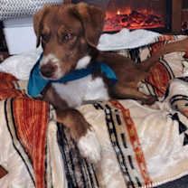 Thumbnail photo of Georgie #1