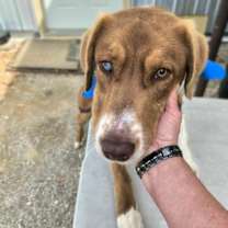 Thumbnail photo of Georgie #2